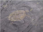 Place of Refuse - Turtle