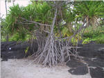 Place of Refuse - Banyon Tree