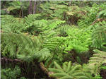 Thurston Lava Tube - Rain Forest