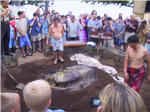 Leaves Over Pig at Luau
