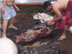 Here comes the Pig at the Luau