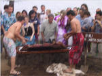 Luau Pig