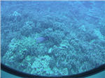 Coral Reef from Submarine at Kailua Kona