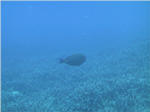 Coral Reef from Submarine at Kailua Kona