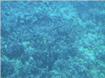 Coral Reef from Submarine at Kailua Kona