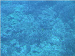 Coral Reef from Submarine at Kailua Kona