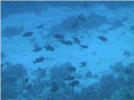 Coral Reef from Submarine at Kailua Kona