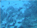 Coral Reef from Submarine at Kailua Kona