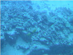 Coral Reef from Submarine at Kailua Kona