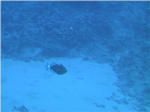 Coral Reef from Submarine at Kailua Kona