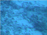 Coral Reef from Submarine at Kailua Kona