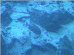 Coral Reef from Submarine at Kailua Kona