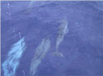 On Captain Bean Dinner Cruise - Dolphins