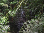 Akaka Falls State Park