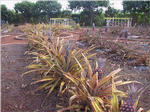 Dole Plantation - Pineapple