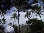 Polynesian Cultural Center - Climb Tree
