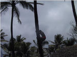 Polynesian Cultural Center - Climb Tree